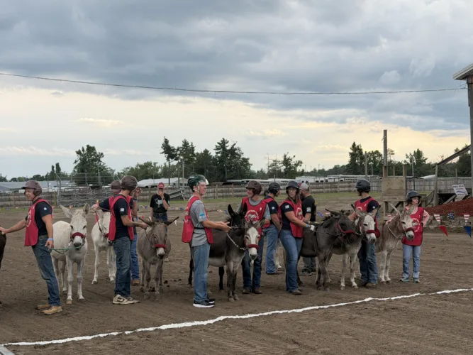 Donkey racing a the fair